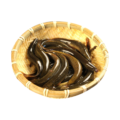 微山湖原生态新鲜野泥鳅鲜活现杀