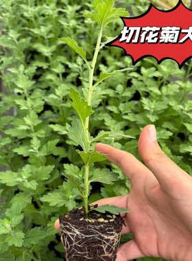 云南切花菊高杆大苗耐冷耐热