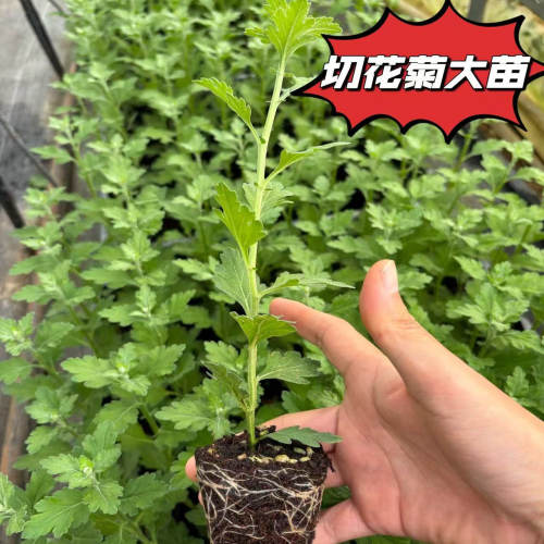 云南切花菊高杆大苗耐冷耐热