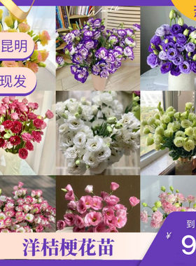 重瓣云南进口高杆阳台庭院易存活