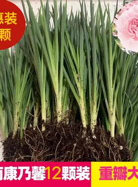 康乃馨花苗四季开花耐热