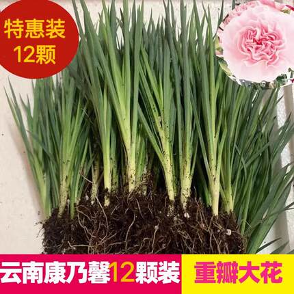 （特惠装12棵）康乃馨花苗多年生四季开花耐冷耐热庭院阳台易活