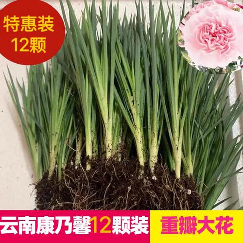 康乃馨花苗四季开花耐热