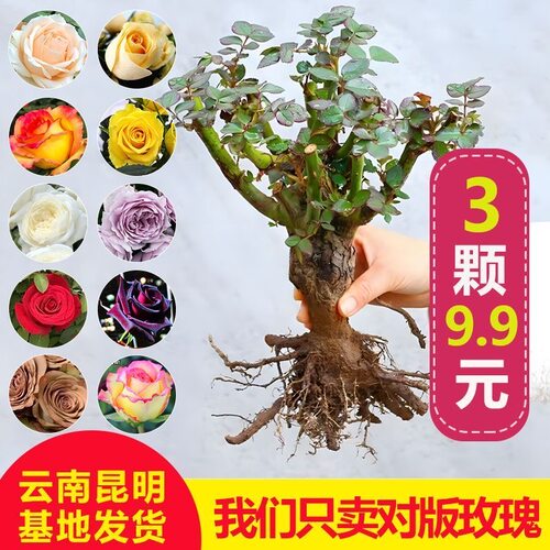 云南正宗蔷薇月季老桩玫瑰老苗耐热耐寒四季开花爬藤植物浓香花卉