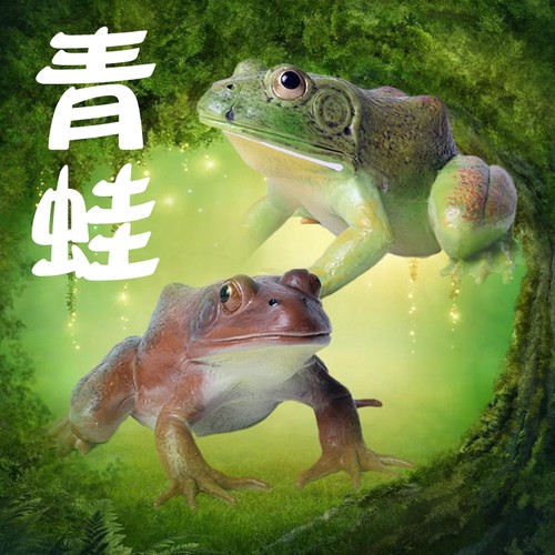 青蛙 （两栖纲无尾目的动物）