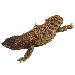 林畅模玩儿童动物玩具刺尾岩蜥模型实心仿真蜥蜴石龙子男孩认知