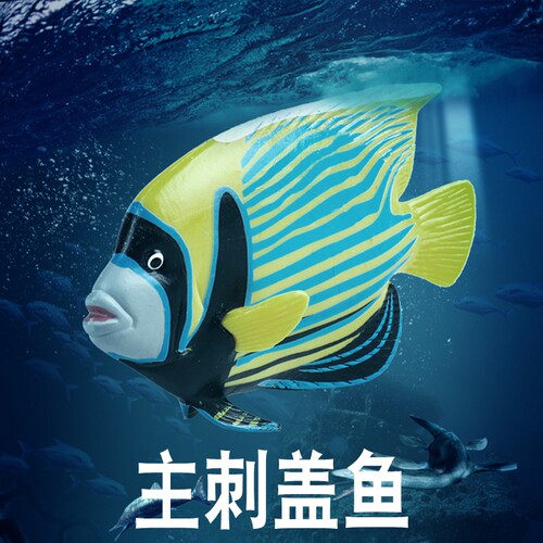 林畅模玩主刺盖鱼模型仿真动物