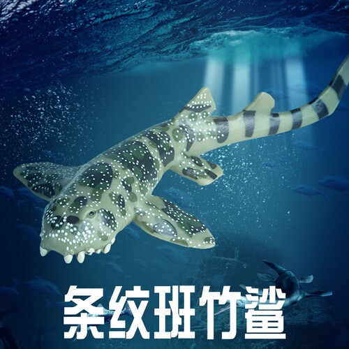 条纹班竹鲨：分布于印度洋至太平洋。