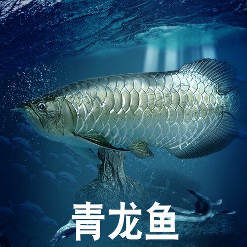 林畅模玩青龙鱼模型仿真动物