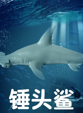 林畅模玩儿童海洋动物玩具锤头鲨模型双髻鲨深海仿真鲨鱼海底生物