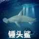 林畅模玩儿童海洋动物玩具锤头鲨模型双髻鲨深海仿真鲨鱼海底生物