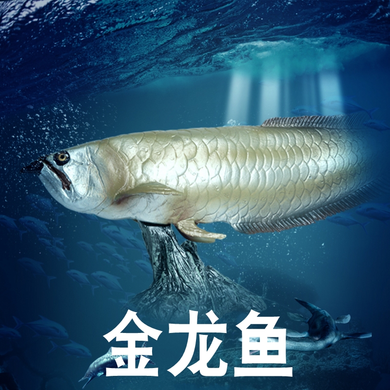 林畅模玩金龙鱼模型仿真海洋生物