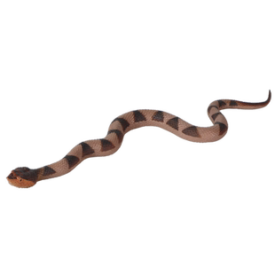 林畅模玩儿童实心软胶仿真蛇玩具尖吻蝮模型五步蛇七步蛇爬行动物