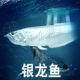 林畅模玩儿童远古鱼类玩具银龙鱼模型双须骨舌鱼仿真动物海洋生物