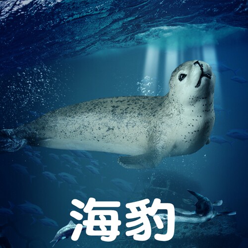 林畅模玩海豹模型仿真海洋动物