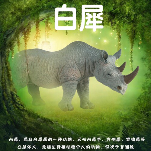 白犀：犀科白犀属的一种动物