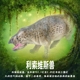 林畅模玩三叠纪史前巨兽利索维斯兽模型儿童仿真二齿兽类动物玩具