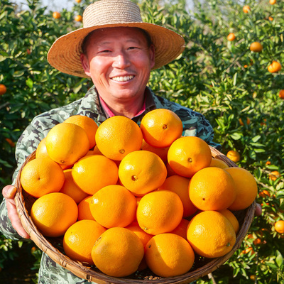 果园现摘江西赣南脐橙净重4.5斤产地直发