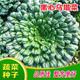 原装 3000粒乌塌菜种子高钙保健蔬菜养心菜黑白菜种子农家易种