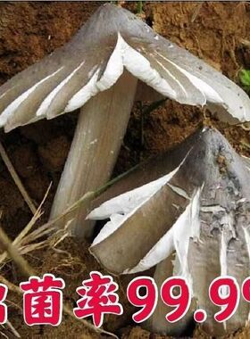 鸡枞菌种家种三塔菌家庭高产量植盆栽种新款人工种植菌种鸡枞菌