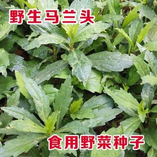 野生马兰头种子食用野菜四季播种易种鸡毛菜阳台盆栽马齿苋包邮
