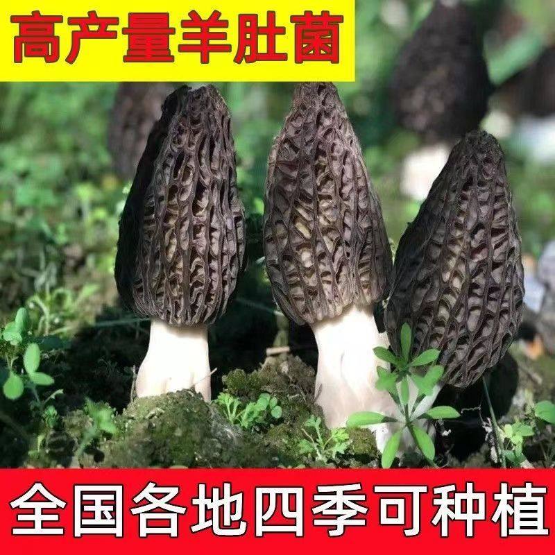 送种植说明书,喷水就出菇
