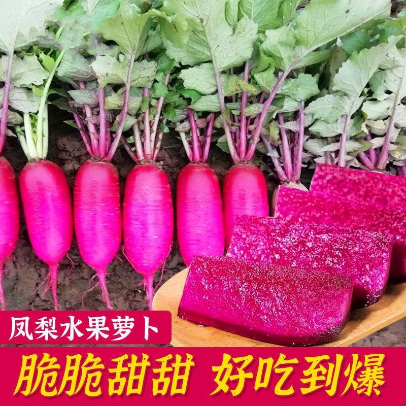 凤梨萝卜种子沙窝水果种籽大全秋冬季蔬菜种孑红萝卜菜籽种农家