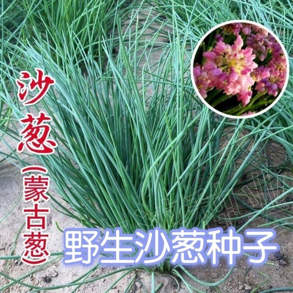内蒙古野生沙葱种子高产胡葱耐寒耐旱盆栽庭院四季易播蔬菜种子