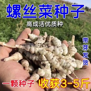 螺丝菜种苗宝塔菜种子地牯牛新鲜地环苗地葫芦种植地蚕宝塔菜新鲜