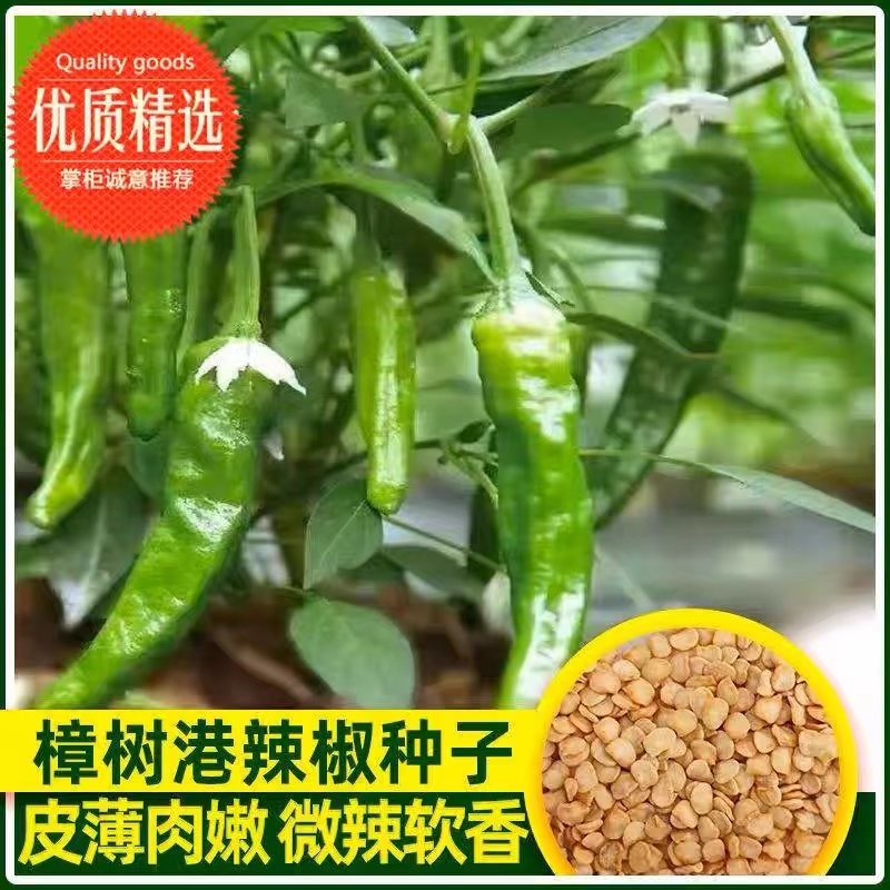 正宗樟树港辣椒种子湖南本地辣椒种籽四季播种阳台庭院蔬菜种子