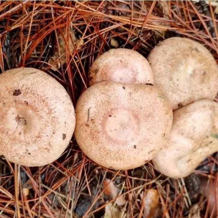松树菌黄枞菌乌枞菌包优质母种高产家种菌种人工培植室内外可种植
