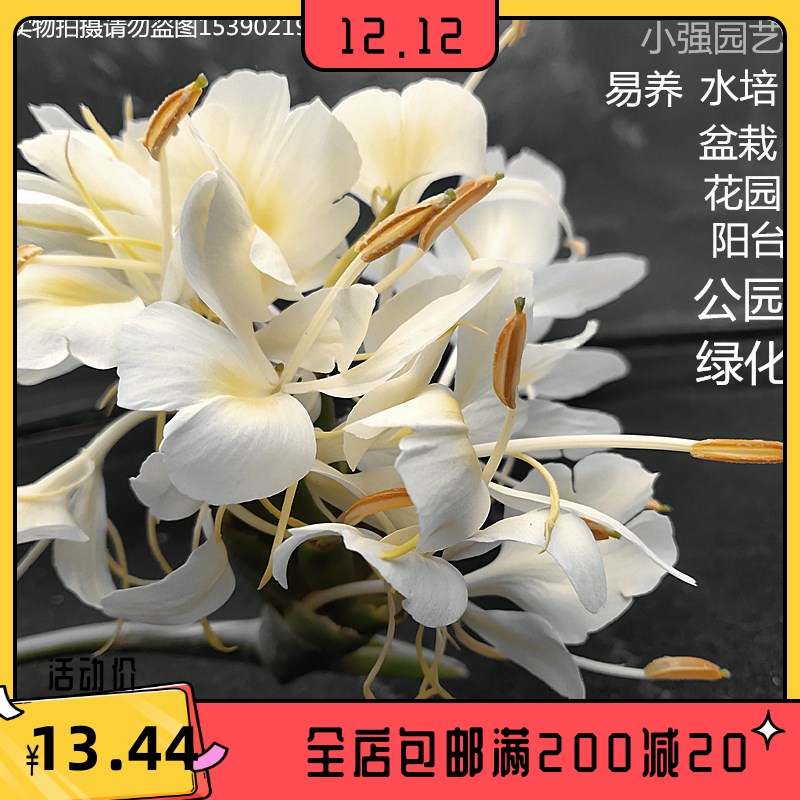 白姜花盆栽黄姜花苗非常香蝴蝶花