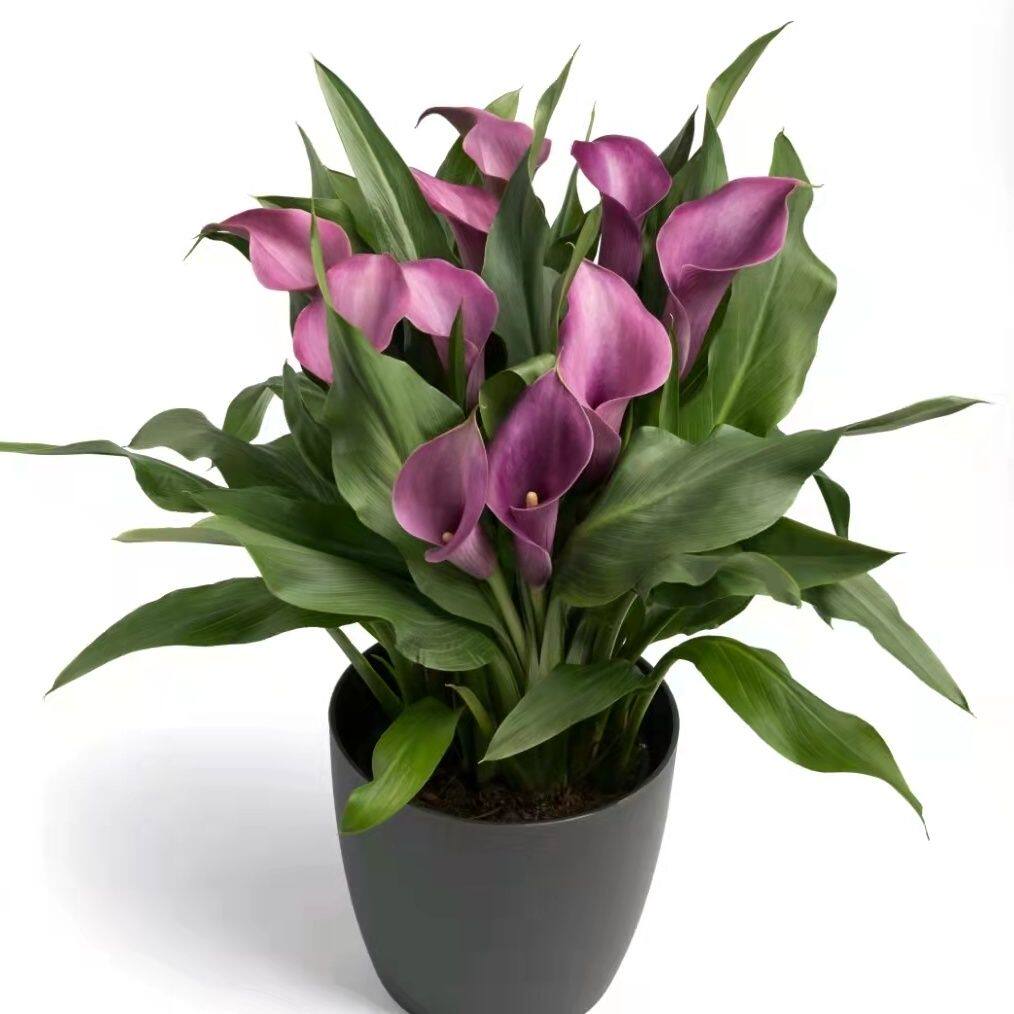 对版进口彩色马蹄莲根块彩马种球当年开花办公室客厅盆栽好养易活