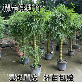 盆栽客厅阳台摆放盆景庭院种植耐寒绿植 紫竹大型四季 竹子 佛肚竹