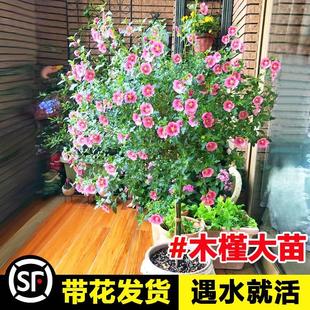 小木槿棒棒糖盆栽蓝雪花大苗花卉绿植室内植物阳台庭院室外带花苞