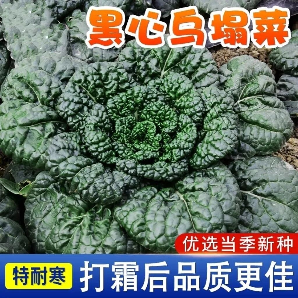 黑心乌菜种籽秋季耐寒黑心菜种子正宗淮南黑心乌塌菜徽乌蔬菜种子