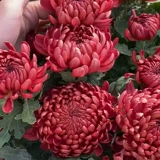 Хризантемевая горшка с горшками с бухами и холодными, устойчивыми к сентябрьским хризантемм цветут цветущие цветы цветы