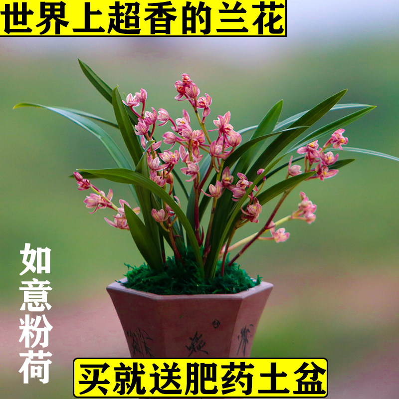 兰花苗 建兰四季兰如意粉荷 浓香型花卉办公室内绿植盆栽老种国兰