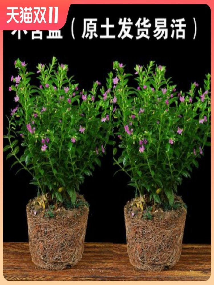 화분에 심은 공기정화 꽃 관상식물은 사계절 내내 꽃을 피워 관리가 쉽습니다