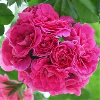 Пакеты Daba Series P2 живут без горшков без горшков