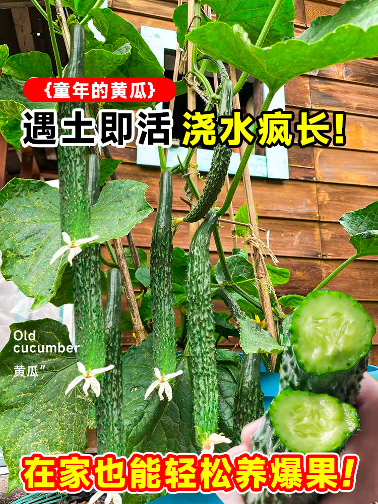 旱黄瓜苗秧苗四季水果黄瓜苗子高产秋瓜苗南方种阳台盆栽蔬菜苗孑