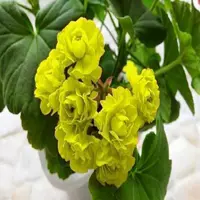 Пакет Daba Series P1 становится живым, без горшков без горшков