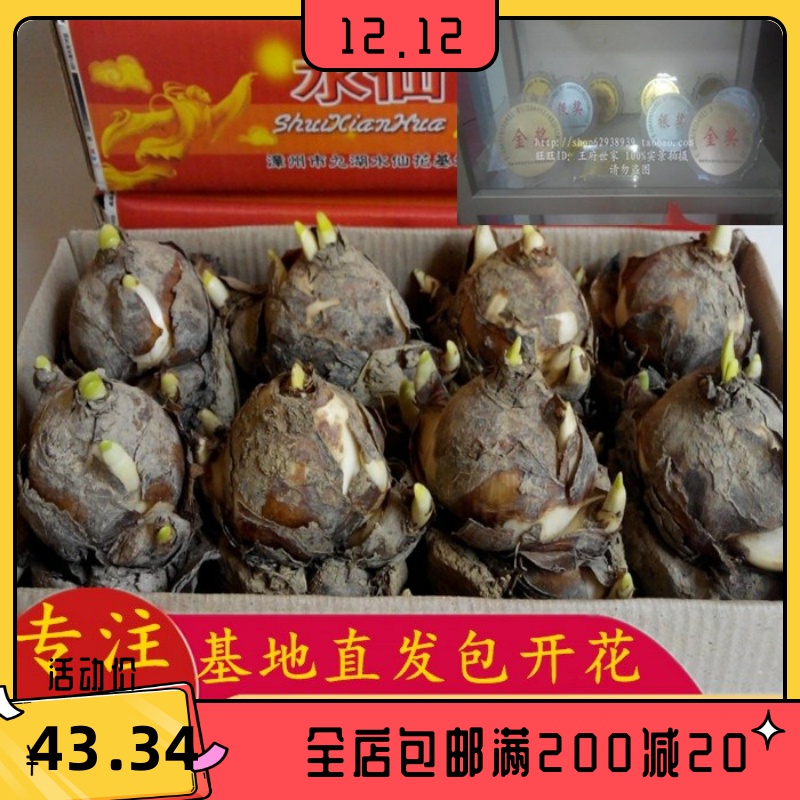 漳州水仙花种球特级水养球根种子 水仙水培大球室内外花种盆栽花卉 强强联合家居专营店 淘优券