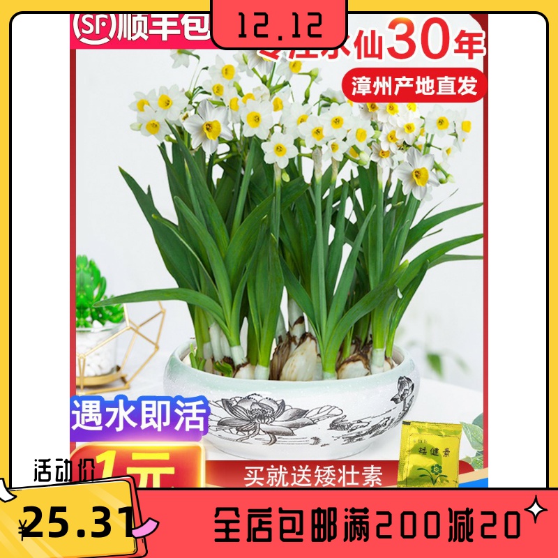 漳州水仙花种球室内水培植物四季开花水养盆栽好养易活花卉大种子