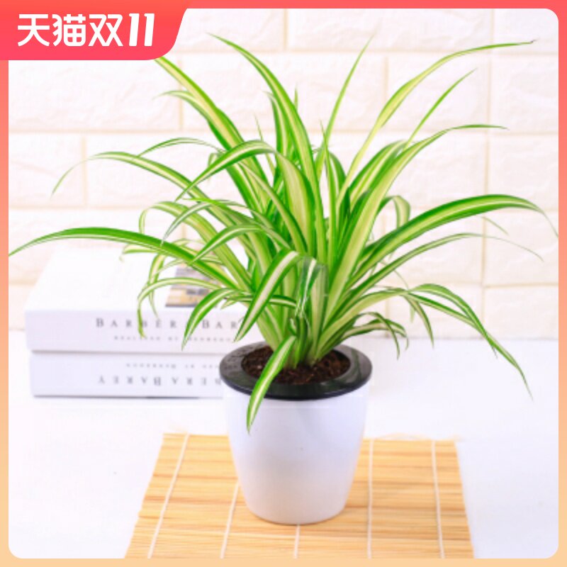 阳台垂吊金鱼吊兰口红绿萝常春藤吊兰室内阳台盆栽花卉植物