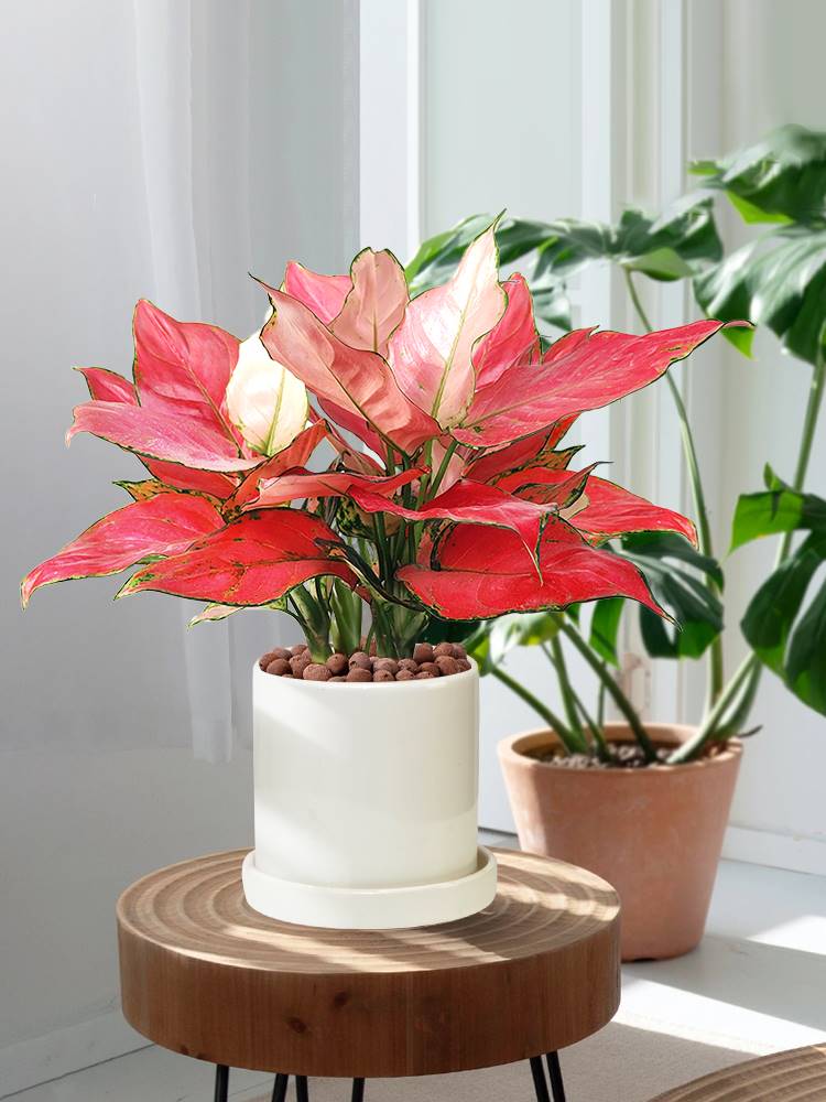 吉利红盆栽绿植花卉如意皇后室内客厅好养易活美观红火植物大盆景