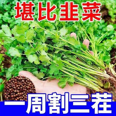 四季大叶香菜种子耐热