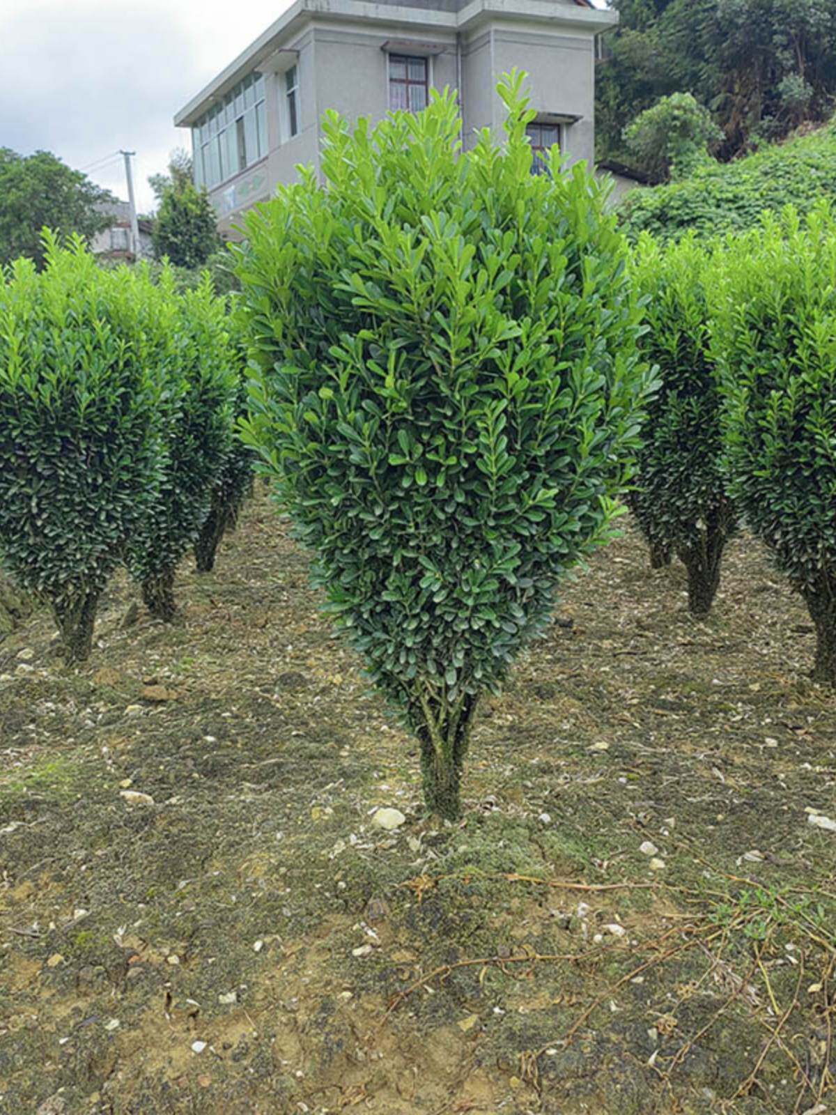 雀舌黄杨树苗球小叶黄杨球瓜子黄杨苗四季常青耐阴常绿庭院绿篱