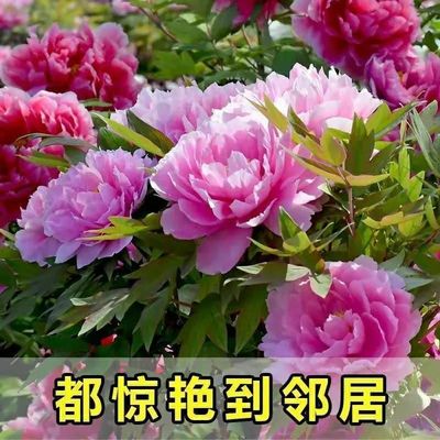 【洛阳发货】牡丹花苗带芽正宗观