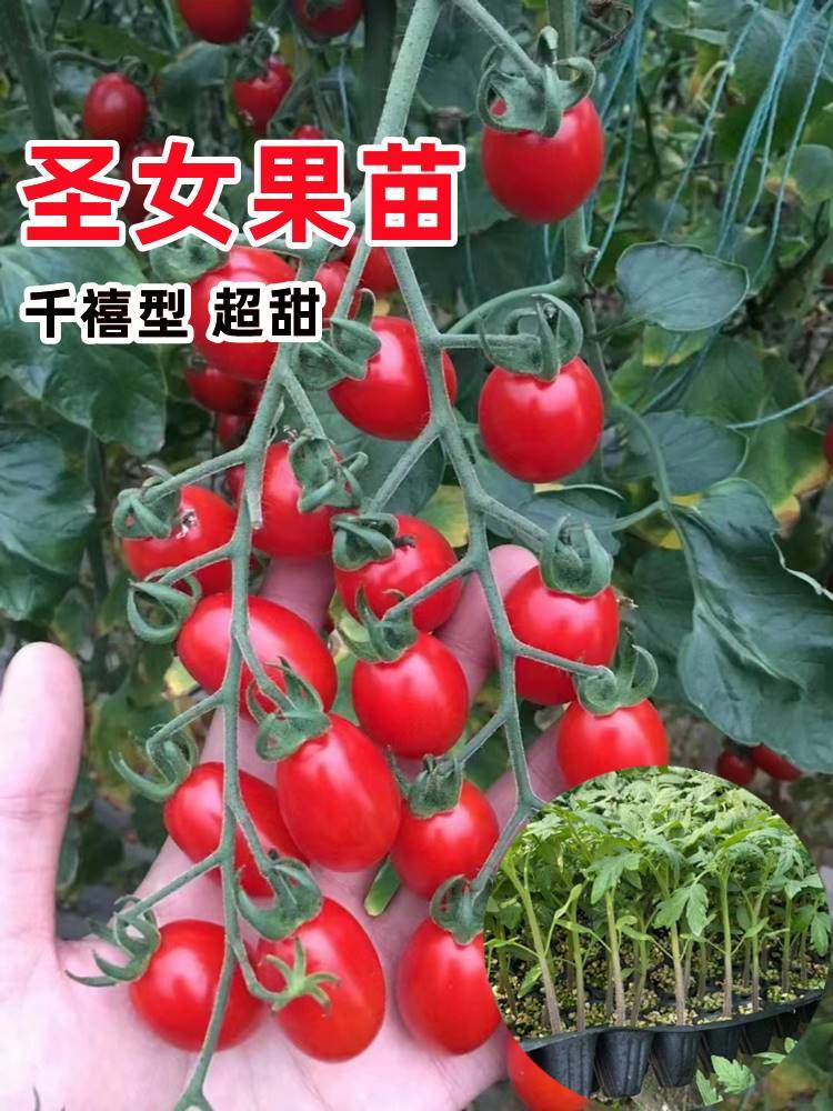 千禧圣女果苗秧苗超甜粉贝贝小番茄苗水果西红柿四季阳台盆栽菜苗